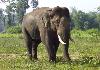 Elephant near Dubare Elephant Camp